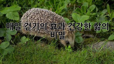 매일 걷기의 효과: 건강한 삶의 비밀
